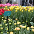 Inside one of the tulip houses